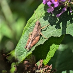 Phaulacridium vittatum at Holder, ACT - 28 Nov 2024 11:26 AM