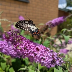 Papilio anactus (Dainty Swallowtail) at Holder, ACT - 28 Nov 2024 by Miranda