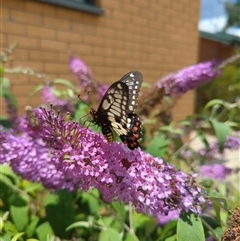 Papilio anactus at Holder, ACT - 28 Nov 2024 12:09 PM