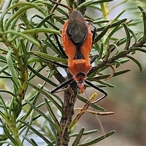 Gminatus australis at Goulburn, NSW - 28 Nov 2024 04:20 PM