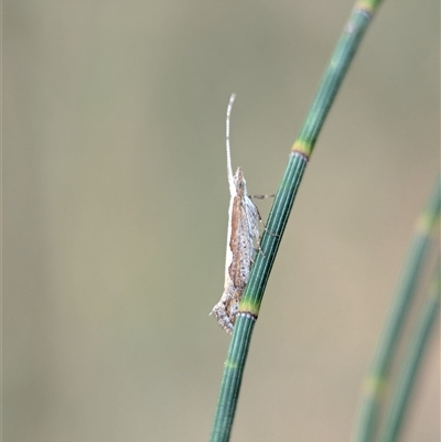 Plutella xylostella (Diamondback Moth) at Holder, ACT - 28 Nov 2024 by Miranda