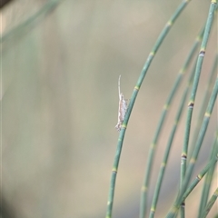 Plutella xylostella at Holder, ACT - 28 Nov 2024 12:21 PM