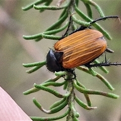 Phyllotocus rufipennis (Nectar scarab) at Goulburn, NSW - 28 Nov 2024 by trevorpreston