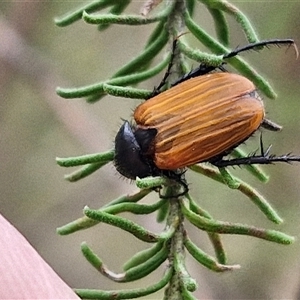 Phyllotocus rufipennis at Goulburn, NSW - 28 Nov 2024 04:20 PM