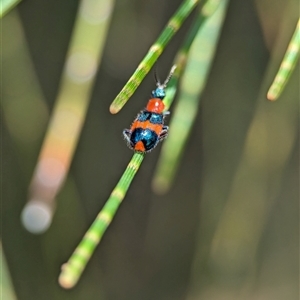 Dicranolaius bellulus (Red and Blue Pollen Beetle) at Holder, ACT by Miranda