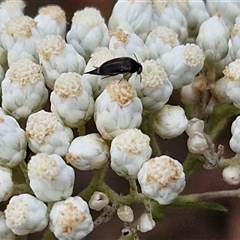 Mordella sp. (genus) (Pintail or tumbling flower beetle) at Goulburn, NSW - 28 Nov 2024 by trevorpreston