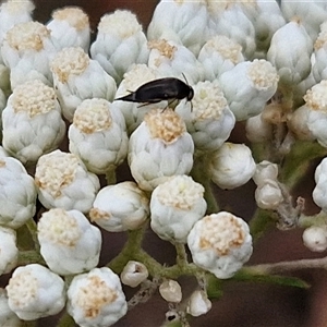 Mordella sp. (genus) (Pintail or tumbling flower beetle) at Goulburn, NSW by trevorpreston