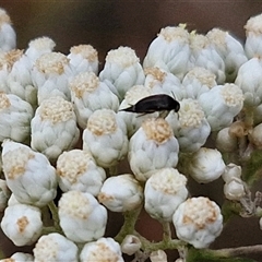 Mordella sp. (genus) at Goulburn, NSW - 28 Nov 2024 04:18 PM