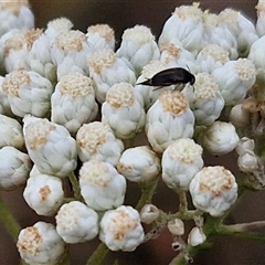 Mordella sp. (genus) at Goulburn, NSW - 28 Nov 2024 04:18 PM