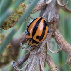 Micraspis frenata (Striped Ladybird) at Holder, ACT - 28 Nov 2024 by Miranda