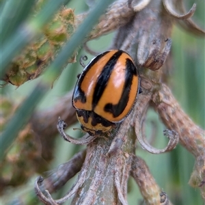 Micraspis frenata (Striped Ladybird) at Holder, ACT by Miranda