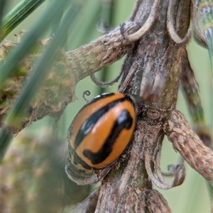 Micraspis frenata at Holder, ACT - 28 Nov 2024 12:22 PM