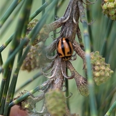 Micraspis frenata at Holder, ACT - 28 Nov 2024 12:22 PM