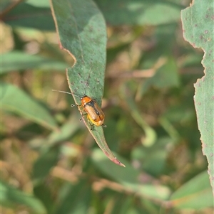 Aporocera sp. (genus) at Monga, NSW - 28 Nov 2024