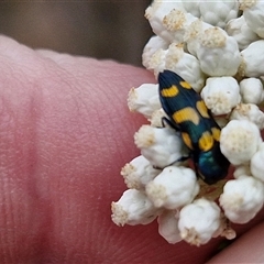 Castiarina livida (Jewel Beetle) at Goulburn, NSW - 28 Nov 2024 by trevorpreston