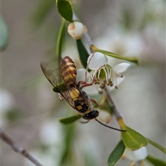 Orcus bilunulatus at Holder, ACT - 28 Nov 2024 by Miranda