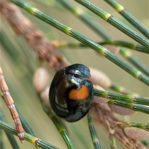 Orcus bilunulatus (Ladybird beetle) at Holder, ACT by Miranda