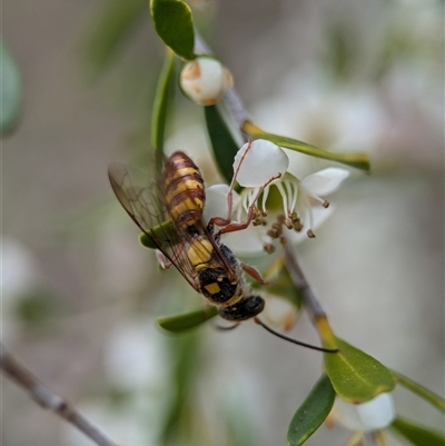 Orcus bilunulatus at Holder, ACT - 28 Nov 2024 by Miranda