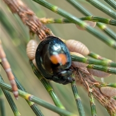 Orcus bilunulatus at Holder, ACT - 28 Nov 2024