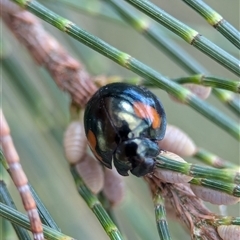 Orcus bilunulatus at Holder, ACT - 28 Nov 2024