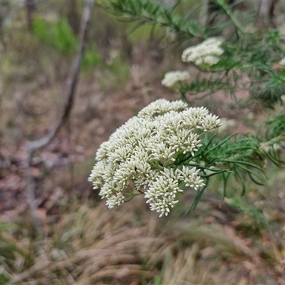 Cassinia aculeata subsp. aculeata (Dolly Bush, Common Cassinia, Dogwood) at Goulburn, NSW - 28 Nov 2024 by trevorpreston