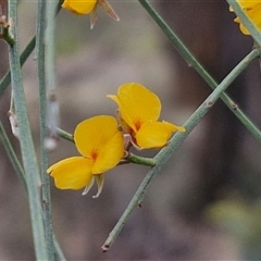 Jacksonia scoparia (Dogwood) at Goulburn, NSW - 28 Nov 2024 by trevorpreston