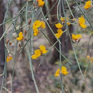 Jacksonia scoparia at Goulburn, NSW - 28 Nov 2024 04:09 PM