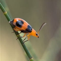 Aulacophora hilaris (Pumpkin Beetle) at Holder, ACT - 28 Nov 2024 by Miranda