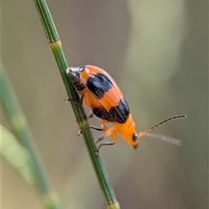 Aulacophora hilaris at Holder, ACT - 28 Nov 2024