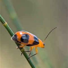 Aulacophora hilaris at Holder, ACT - 28 Nov 2024