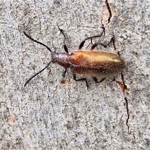 Ecnolagria grandis (Honeybrown beetle) at Goulburn, NSW by trevorpreston