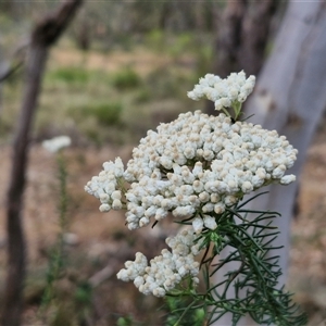 Ozothamnus diosmifolius at Goulburn, NSW - 28 Nov 2024 04:04 PM