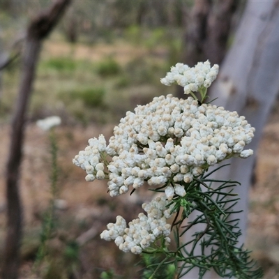 Ozothamnus diosmifolius (Rice Flower, White Dogwood, Sago Bush) at Goulburn, NSW - 28 Nov 2024 by trevorpreston