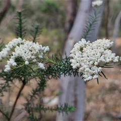 Ozothamnus diosmifolius at Goulburn, NSW - 28 Nov 2024 04:04 PM