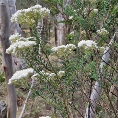 Ozothamnus diosmifolius at Goulburn, NSW - 28 Nov 2024 04:04 PM