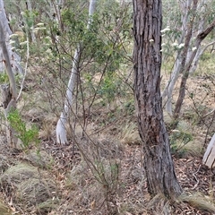 Ozothamnus diosmifolius at Goulburn, NSW - 28 Nov 2024