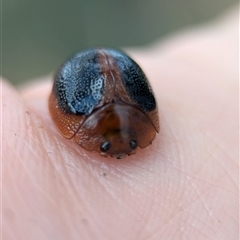 Dicranosterna immaculata (Acacia leaf beetle) at Holder, ACT - 28 Nov 2024 by Miranda