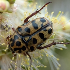 Neorrhina punctata (Spotted flower chafer) at Holder, ACT - 28 Nov 2024 by Miranda