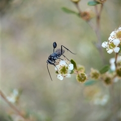 Evaniidae (family) (Hatchet wasp) at Holder, ACT - 28 Nov 2024 by Miranda