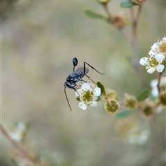 Evaniidae (family) (Hatchet wasp) at Holder, ACT - 28 Nov 2024 by Miranda