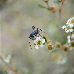 Evaniidae (family) at Holder, ACT - 28 Nov 2024