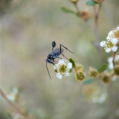 Evaniidae (family) (Hatchet wasp) at Holder, ACT - 28 Nov 2024 by Miranda