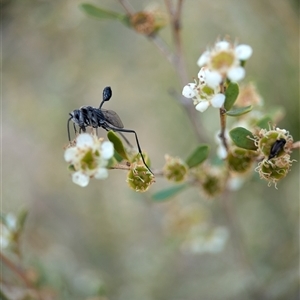 Evaniidae (family) at Holder, ACT - 28 Nov 2024