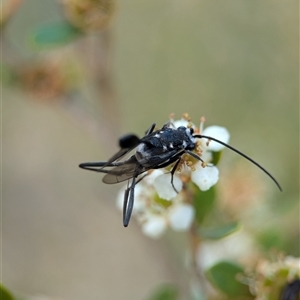 Evaniidae (family) at Holder, ACT - 28 Nov 2024