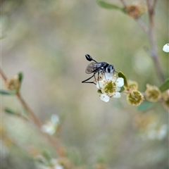 Evaniidae (family) at Holder, ACT - 28 Nov 2024