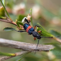 Obrida fascialis (One banded longicorn) at Coombs, ACT - 28 Nov 2024 by Miranda