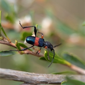 Obrida fascialis at Coombs, ACT - 28 Nov 2024