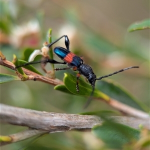 Obrida fascialis at Coombs, ACT - 28 Nov 2024