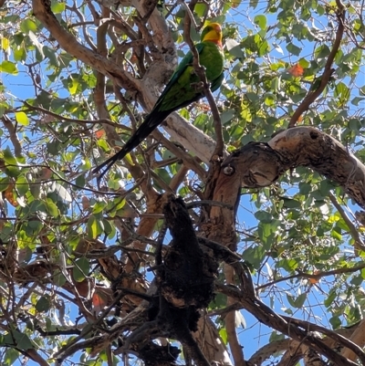 Polytelis swainsonii (Superb Parrot) at Splitters Creek, NSW - 28 Nov 2024 by DMeco