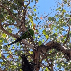 Polytelis swainsonii at Splitters Creek, NSW - suppressed